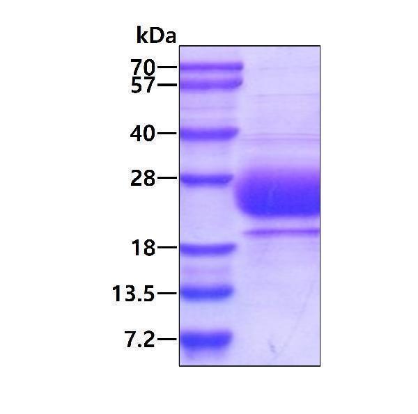 3ug by SDS-PAGE under reducing condition and visualized by coomassie blue stain