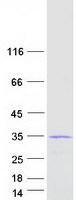 protc9j6k1 c19orf81 human recombinant protein