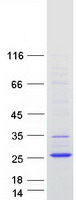 protc9ji98 tmem238 human recombinant protein