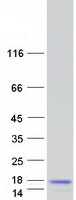 Coomassie blue staining of purified MCRIP1 protein