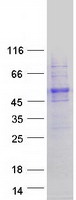 protf5gyi3 ubap1l human recombinant protein