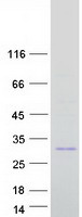 protf8wcm5 ins igf2 human recombinant protein