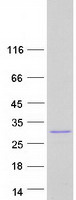 proth3bpm6 mkrn2os human recombinant protein