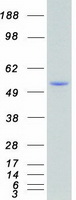 proto00141 sgk1 human recombinant protein