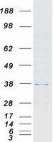 proto00165 hax1 human recombinant protein
