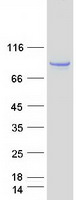 Coomassie blue staining of purified GTPBP1 protein