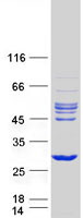 proto00212 rhod human recombinant protein