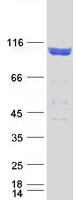 proto00213 fe65 apbb1 human recombinant protein