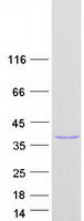 proto00214 galectin 8 lgals8 human recombinant protein