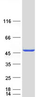 proto00231 psmd11 human recombinant protein