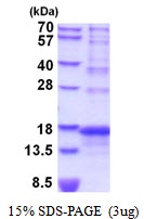 3ug by SDS-PAGE under reducing condition and visualized by coomassie blue stain