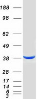 proto00273 icad dffa human recombinant protein