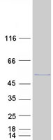 Coomassie blue staining of purified EIF3F protein