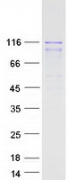 proto00308 wwp2 human recombinant protein