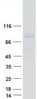 Coomassie blue staining of purified ARNTL protein