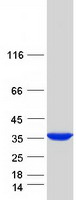 proto00338 sult1c2 human recombinant protein