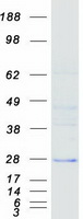 proto00399 dctn6 human recombinant protein