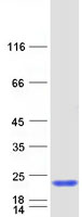 proto00422 sap18 human recombinant protein
