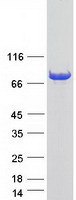 Coomassie blue staining of purified BTN3A3 protein