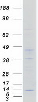 Coomassie blue staining of purified NDUFA4 protein