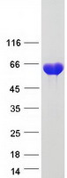 proto00499 bin1 human recombinant protein