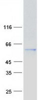 Coomassie blue staining of purified KPNA3 protein