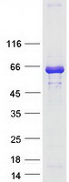 proto00515 lad1 human recombinant protein