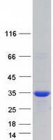proto00560 syntenin sdcbp human recombinant protein