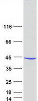 proto00625 pirin pir human recombinant protein