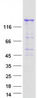 proto00750 pik3c2b human recombinant protein