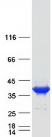 Coomassie blue staining of purified FBP2 protein