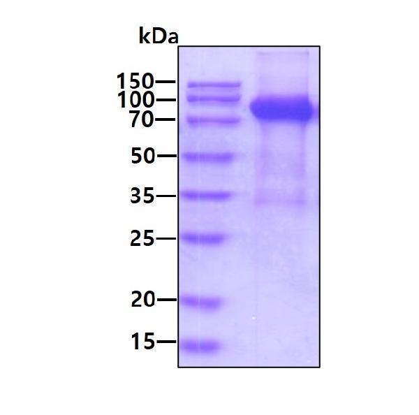 3ug by SDS-PAGE under reducing condition and visualized by coomassie blue stain