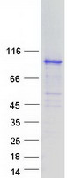 Coomassie blue staining of purified SH2B2 protein