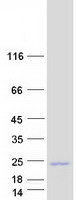 proto14493 claudin 4 cldn4 human recombinant protein