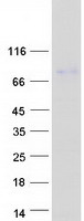 proto14513 nckap5 human recombinant protein