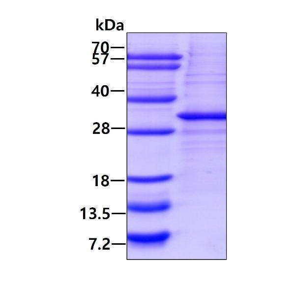 3ug by SDS-PAGE under reducing condition and visualized by coomassie blue stain