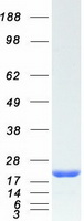 proto14558 hsp20 hspb6 human recombinant protein