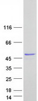 proto14562 ubfd1 human recombinant protein