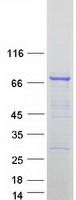 Coomassie blue staining of purified DYNC1I1 protein