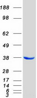 Coomassie blue staining of purified COPE protein