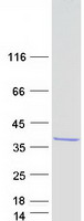 proto14593 rfxank human recombinant protein