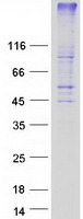 Coomassie blue staining of purified GPR171 protein