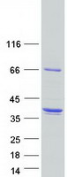 proto14645 dnali1 human recombinant protein