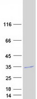 proto14653 membrin gosr2 human recombinant protein