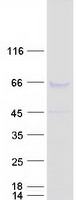 proto14770 meis2 human recombinant protein