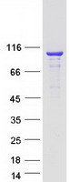 proto14782 kif3c human recombinant protein