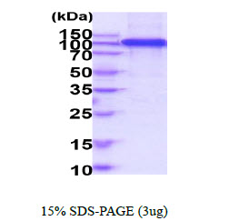 3ug by SDS-PAGE under reducing condition and visualized by coomassie blue stain