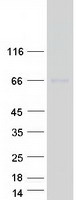 Coomassie blue staining of purified NRP1 protein
