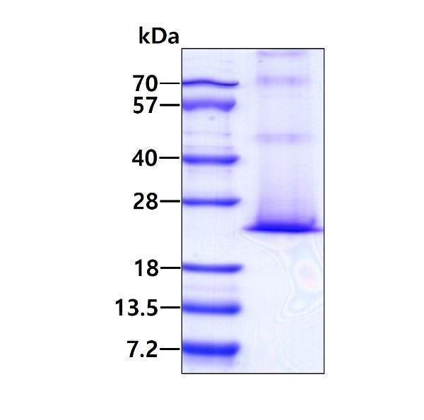 3ug by SDS-PAGE under reducing condition and visualized by coomassie blue stain