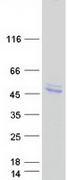 proto14792 hs3st1 human recombinant protein